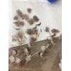 这种鸡毛谁家有