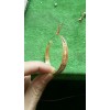 谁家有这种c型耳环