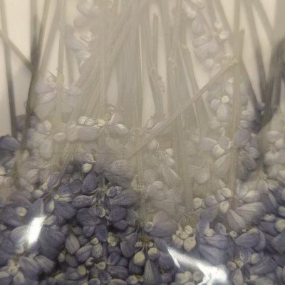 干花系列产品展示-2