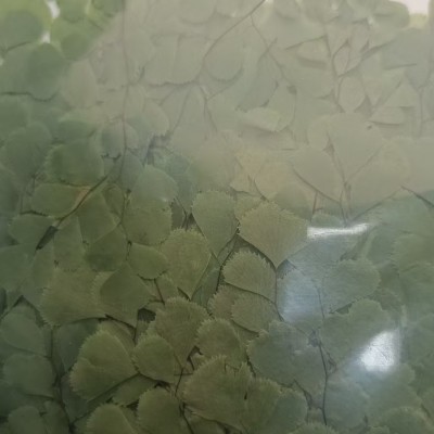 青岛饰品干花系列产品展示- 俊杰工贸