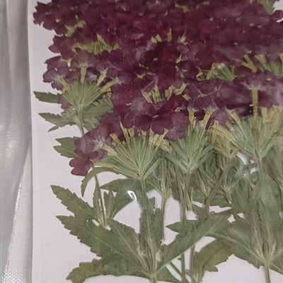 青岛饰品干花系列产品展示-