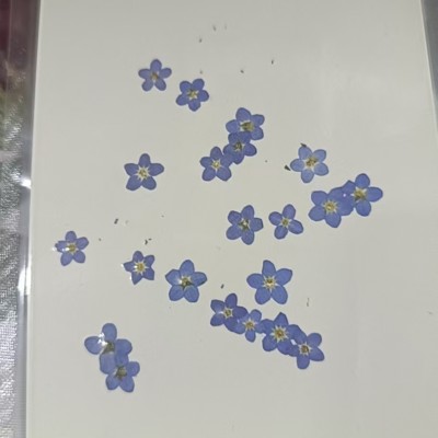青岛饰品干花系列产品展示- 俊杰工贸